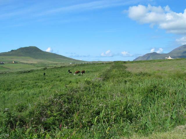 Coill An Rois B&B Ballydavid Exteriör bild