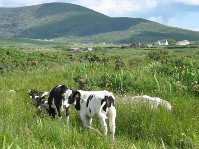 Coill An Rois B&B Ballydavid Exteriör bild